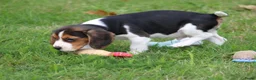 Kruising honden te koop: Lieve Beaglier pup te koop. - Advertentie 2