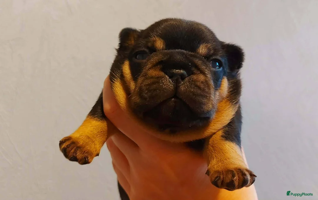 Franse Bulldog honden te koop: Prachtige Franse Bulldog pups met stamboom - Advertentie 1