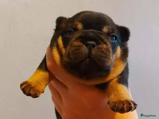 Franse Bulldog honden te koop: Prachtige Franse Bulldog pups met stamboom - Advertentie 2
