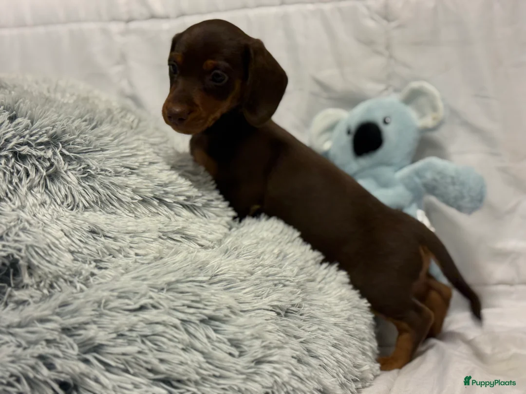 Teckel (korthaar)  honden te koop: Dwerg teckel pups  - Advertentie 16