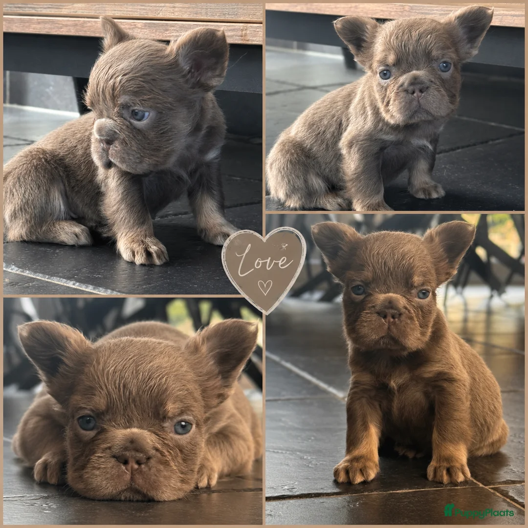 Franse Bulldog honden te koop: Fluffy Franse Bulldog pups unieke kleuren  - Advertentie 2