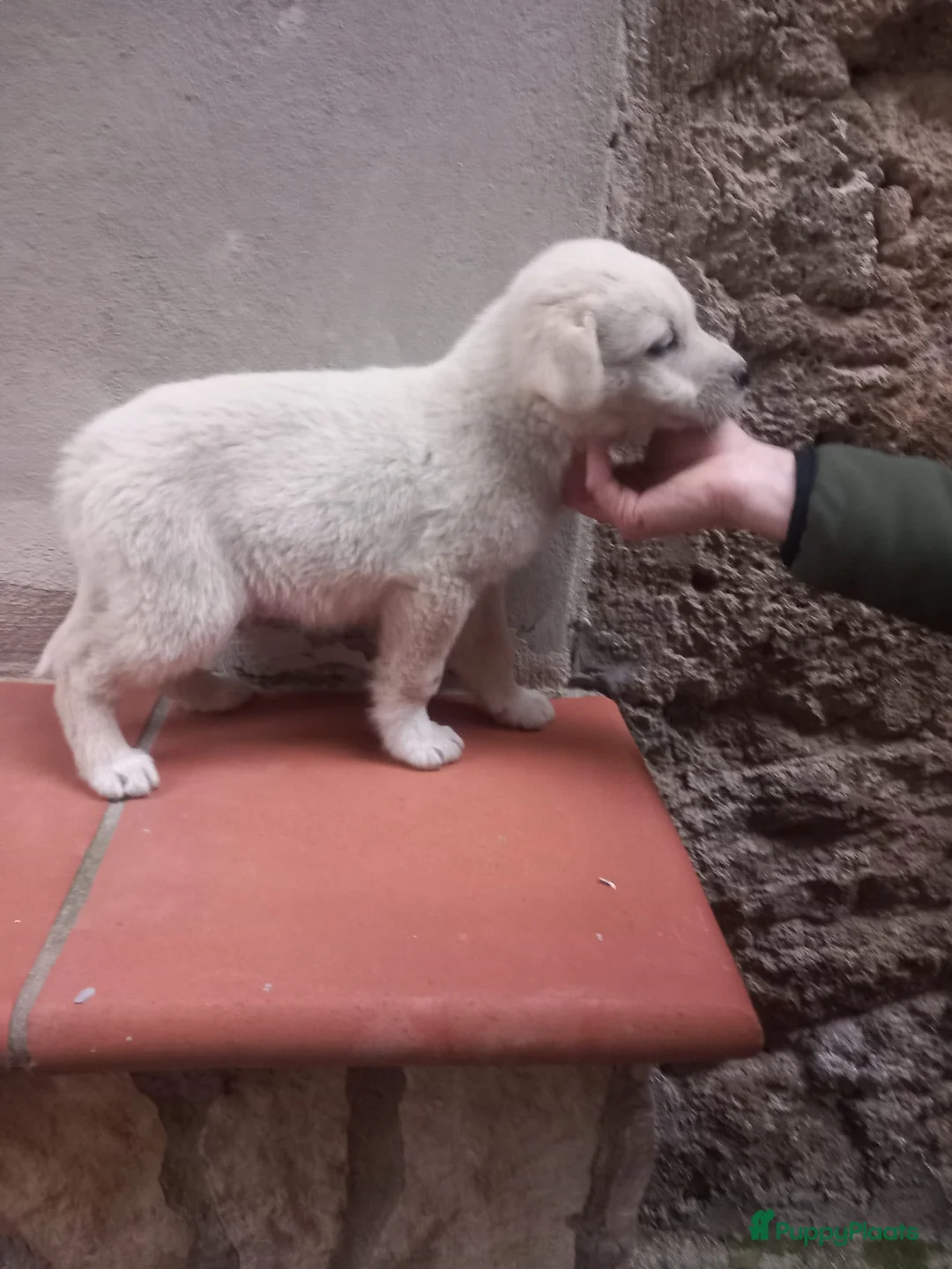 Kruising honden te koop: Orso zoekt baasje  - Advertentie 3
