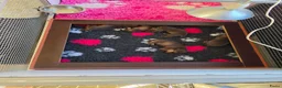 Ruwhaar Teckel honden te koop: Prachtige choco tan ruwharige pups - Advertentie 3