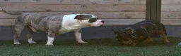 Amerikaanse Bully honden ter dekking: American Bully XL Dekreu (getest) - Advertentie 5