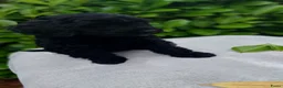 Labradoodle honden te koop: Labradoodle Teefje 🐶 - Advertentie 3