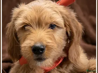 Labradoodle honden Labradoodle F4 medium pups - Advertentie 1