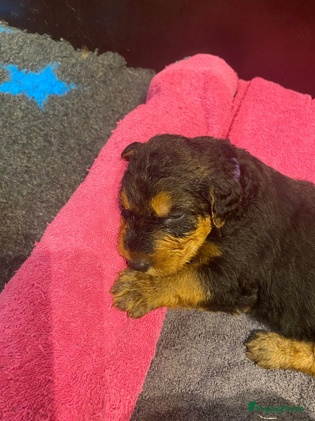 Airedale Terriër honden te koop: Airedale terriër pups  - Advertentie 6