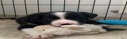 Border Collie honden te koop: Border Collie reutje zoekt liefdevol huisje - Advertentie 5