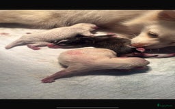 Pomsky honden te koop: 4 prachtige pomsky’s in Breda - Afbeelding 10