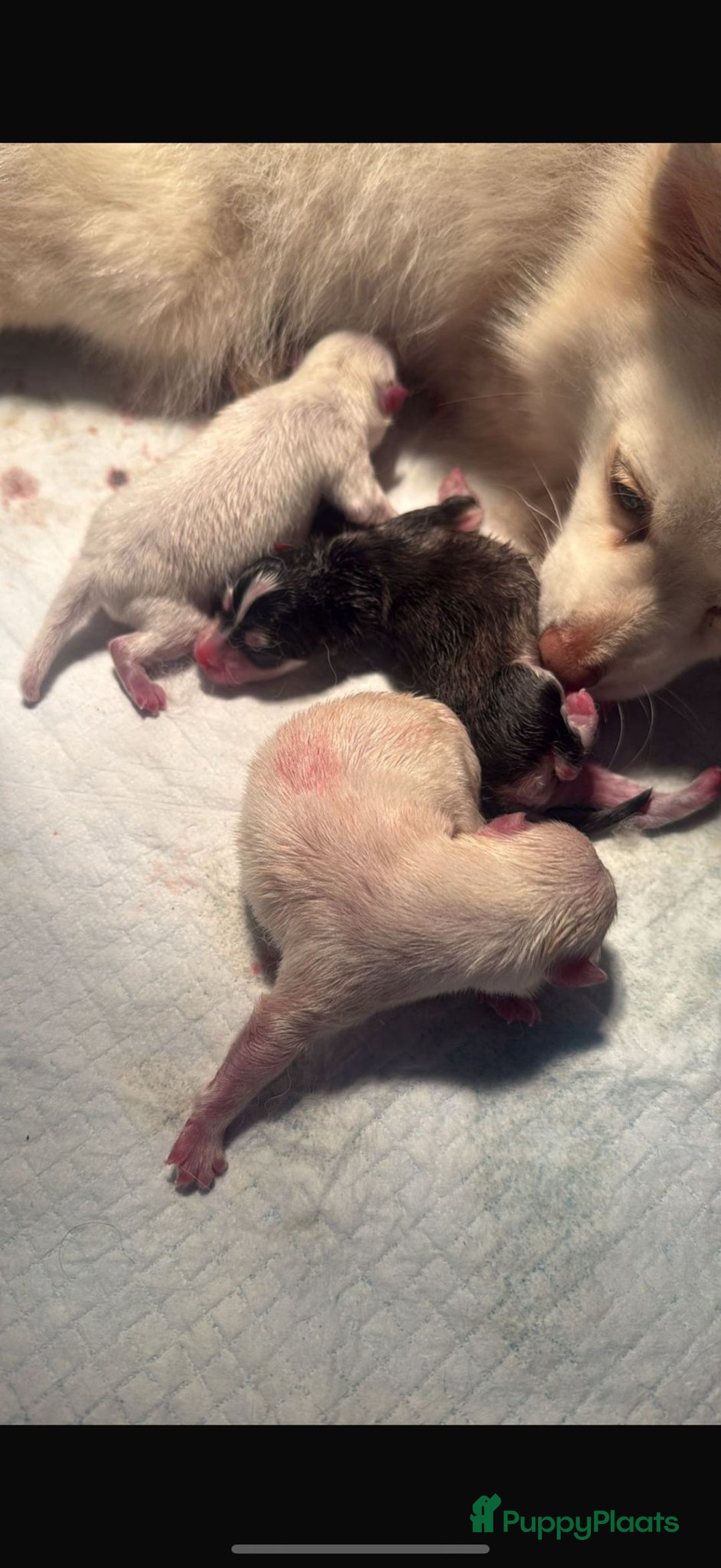 Pomsky honden te koop: 4 prachtige pomsky’s in Breda - Afbeelding 10