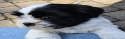 Shih Tzu honden te koop: Shih Tzu pups - Advertentie 2