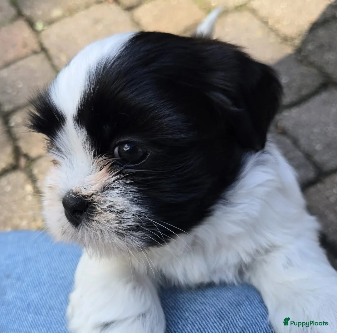 Shih Tzu honden te koop: Shih Tzu pups - Advertentie 2