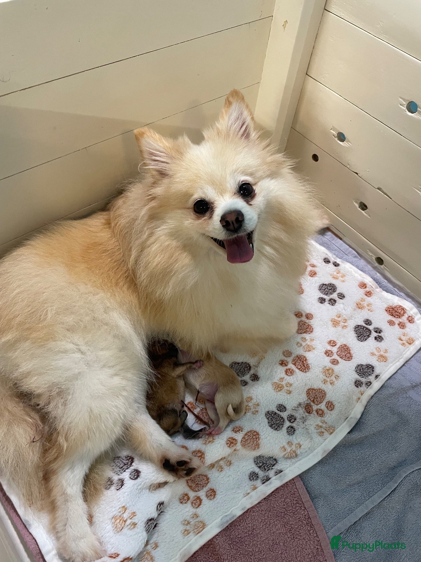 Pomeriaan honden te koop: 2 Prachtige pomeriaan pups🩷💙 - Advertentie 1