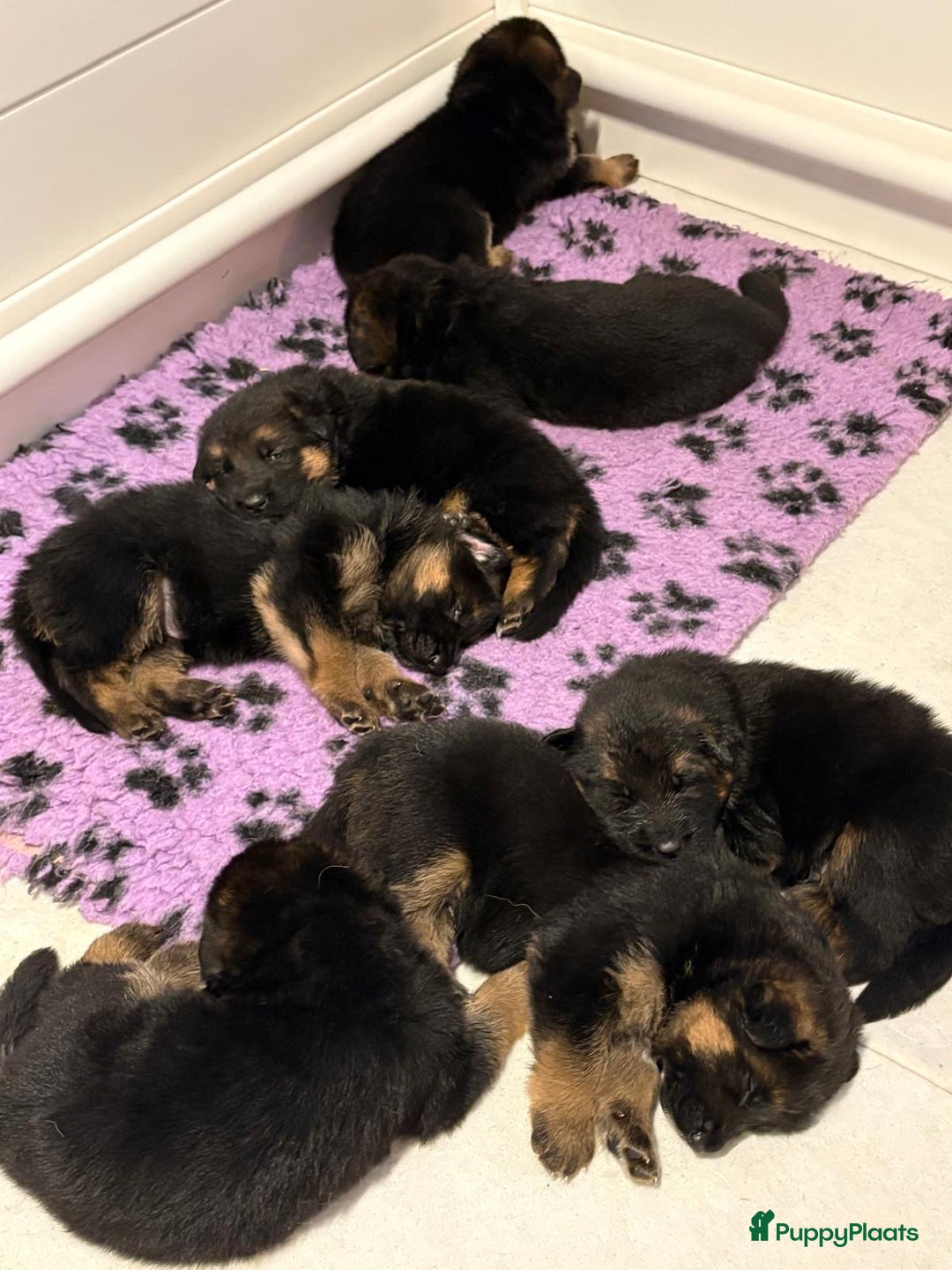 Duitse Herder honden te koop: Mooie stamboom duitseherder pups  - Advertentie 1