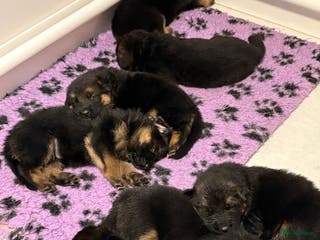 Duitse Herder honden Mooie stamboom duitseherder pups - Advertentie 2