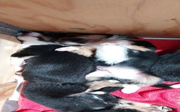 Kruising honden te koop: Kruising Aussie, Toller, Border collie - Afbeelding 5