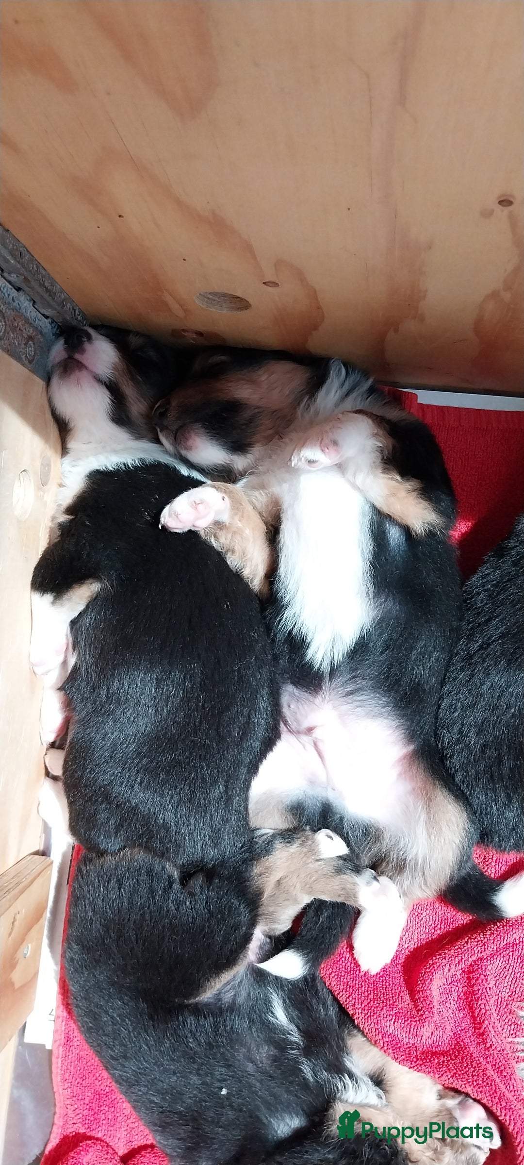 Kruising honden te koop: Kruising Aussie, Toller, Border collie - Afbeelding 5