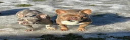 Franse Bulldog honden te koop: Franse Bulldog reu blu tan  - Advertentie 1