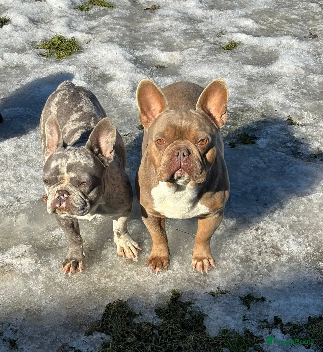 Franse Bulldog honden te koop: Franse Bulldog reu blu tan  - Advertentie 1