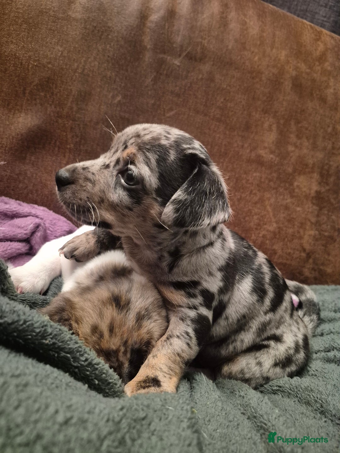 Jack Russel Terriër honden te koop: Merle Jackrussel te koop - Advertentie 23