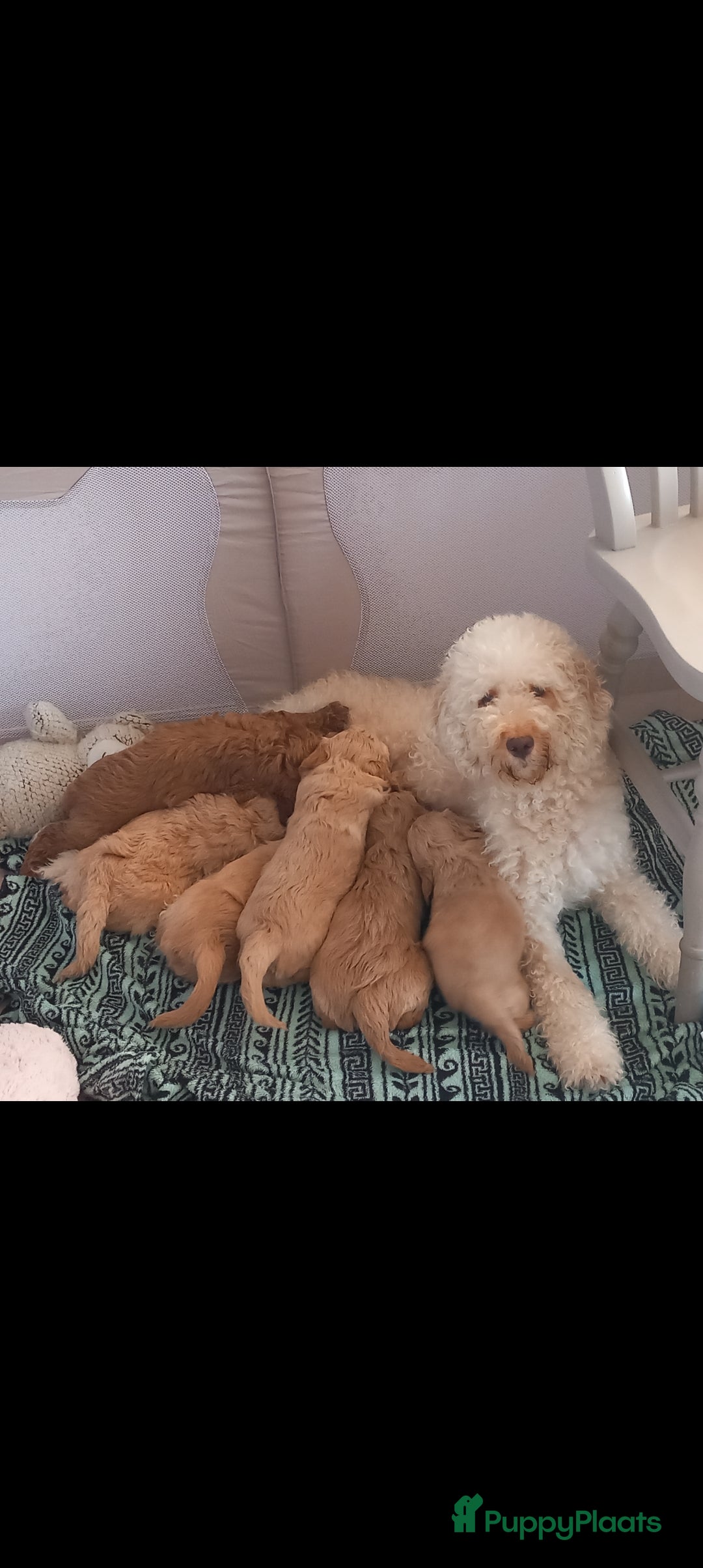 Kruising honden Prachtige Australian (halve) labradoodle puppies  - Advertentie 2