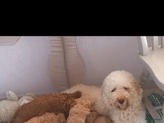 Kruising honden Prachtige Australian (halve) labradoodle puppies - Advertentie 2