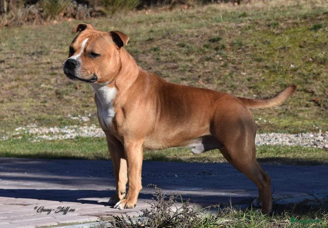 Kruising honden te koop: Nestverwachting in Staphorst - Advertentie 3