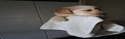 Labradoodle honden te koop: mooie puppy,s labradoodles 1 teefje en 3 reutjes - Advertentie 11