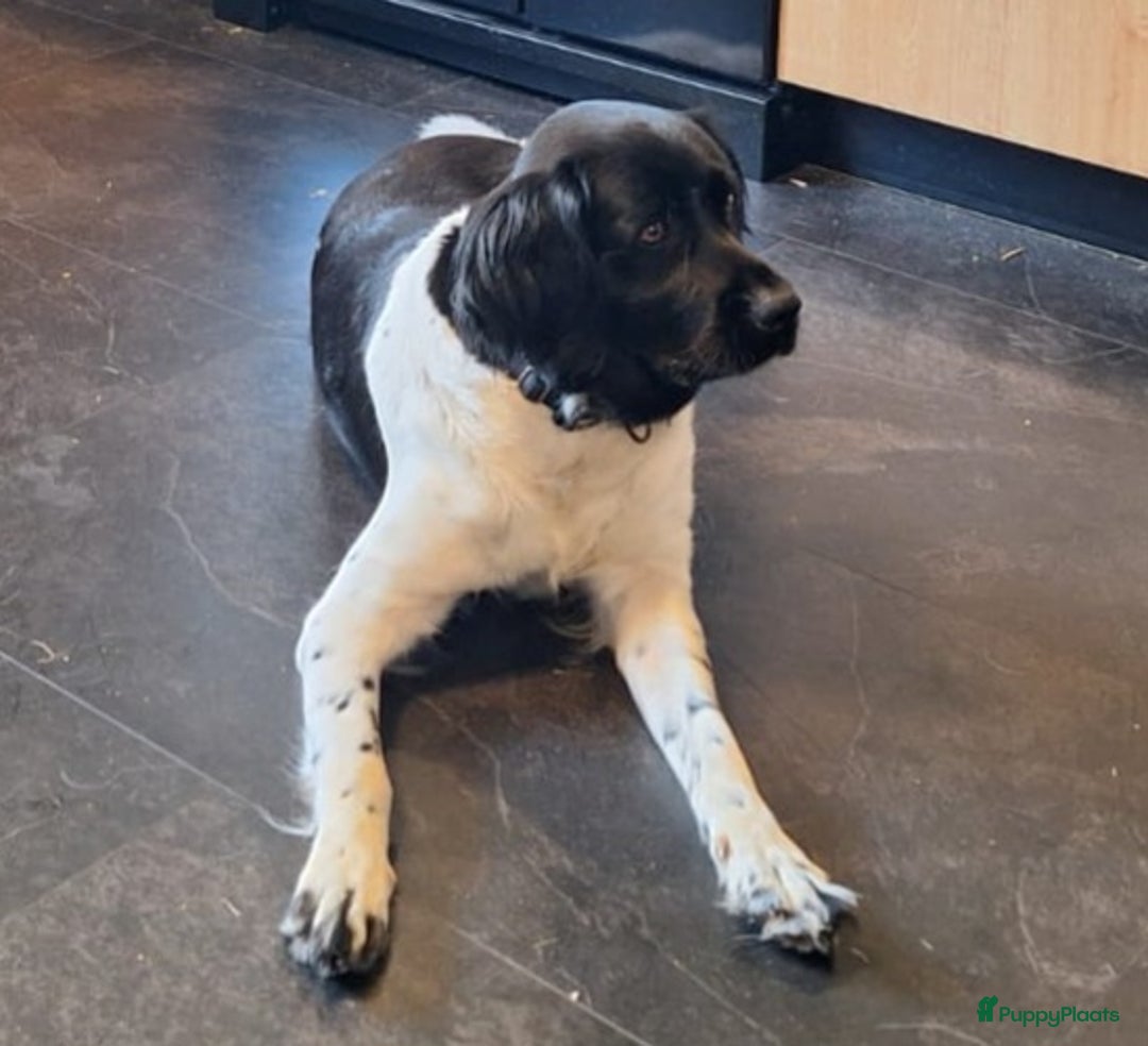 Friese Stabij honden te koop: Te koop Friese stabij pups - Advertentie 11