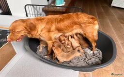 Kruising honden te koop: Bijzonder mooie combi: Toller X Teckel kruising, - Afbeelding 5