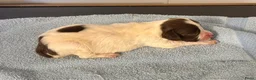 Engelse Springer Spaniel honden te koop: Engelse springer spaniël pups FCI stamboom - Advertentie 4