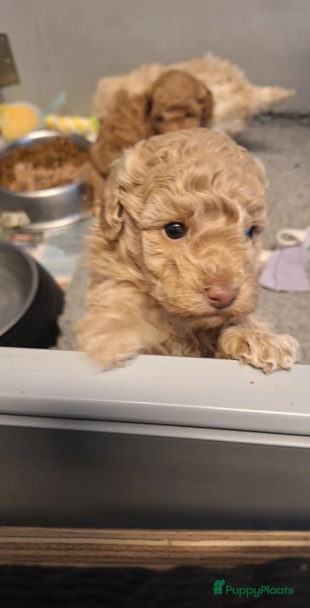 Poedel Toy honden te koop: 1 abricot/blond/merle toypoedel reutje - Advertentie 2