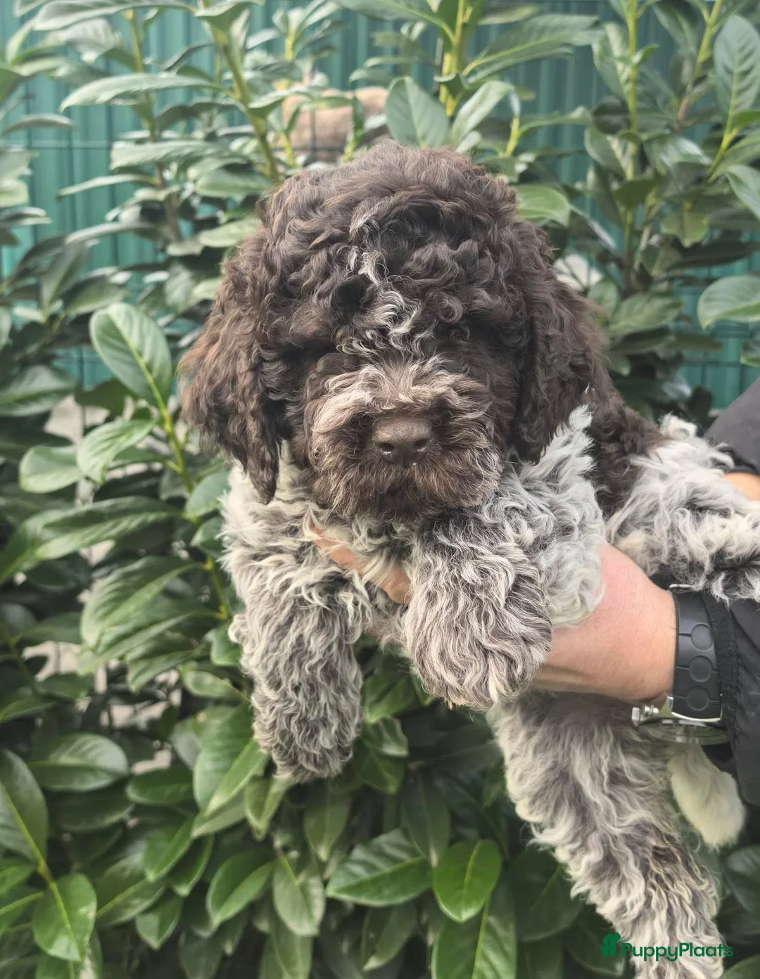 Lagotto Romagnolo honden te koop: Lagotto Romagnolo pups - Advertentie 5