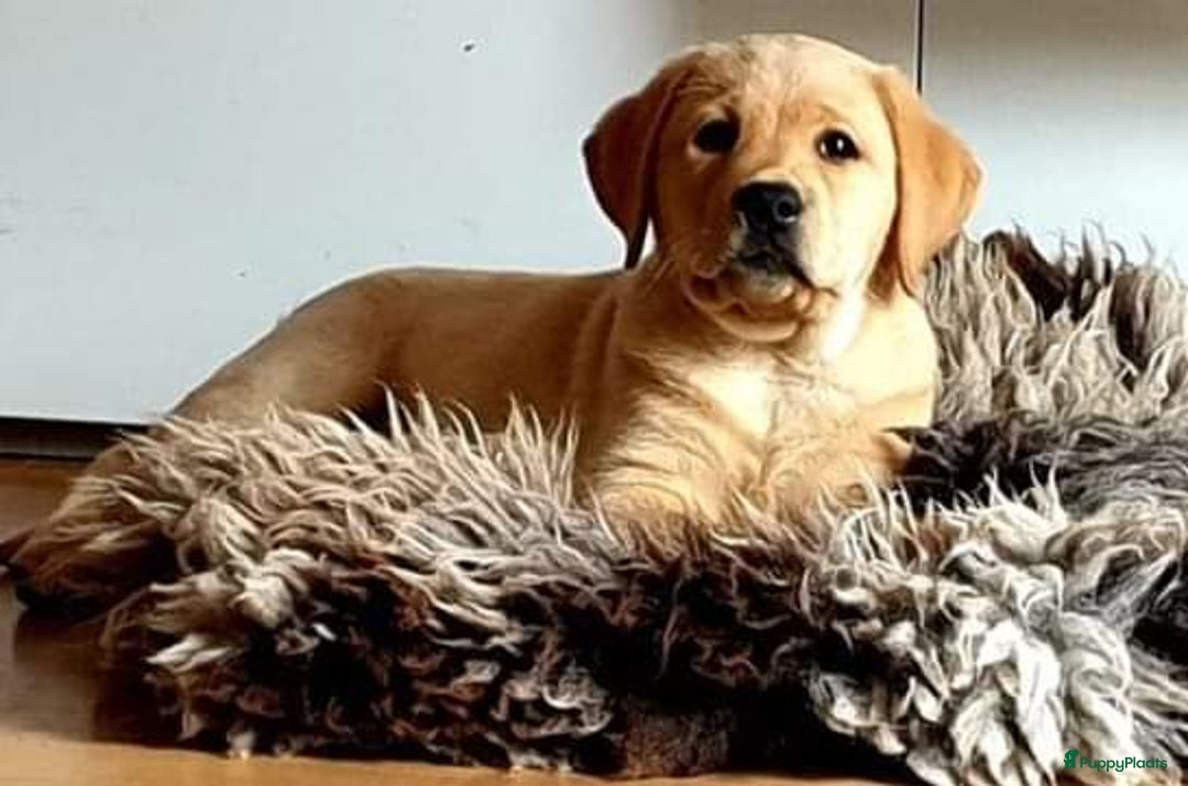 Galerij afbeelding {{count}}