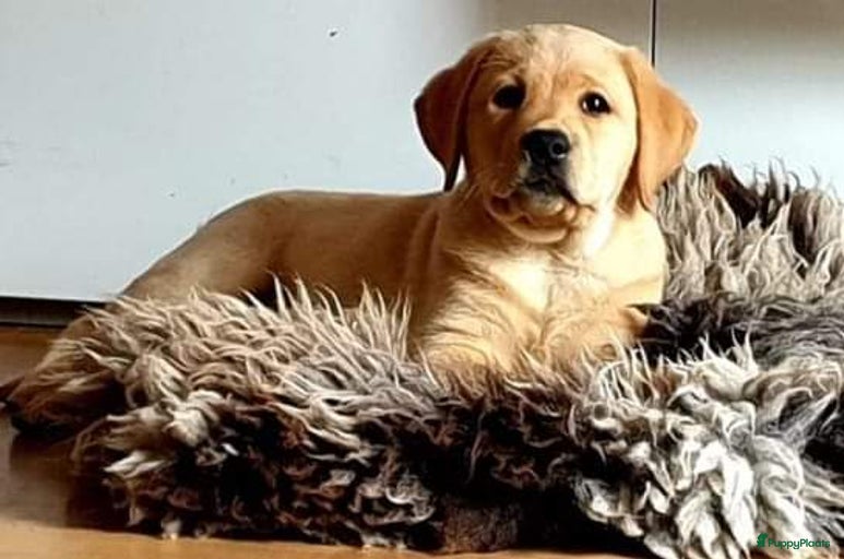 Galerij afbeelding {{count}}