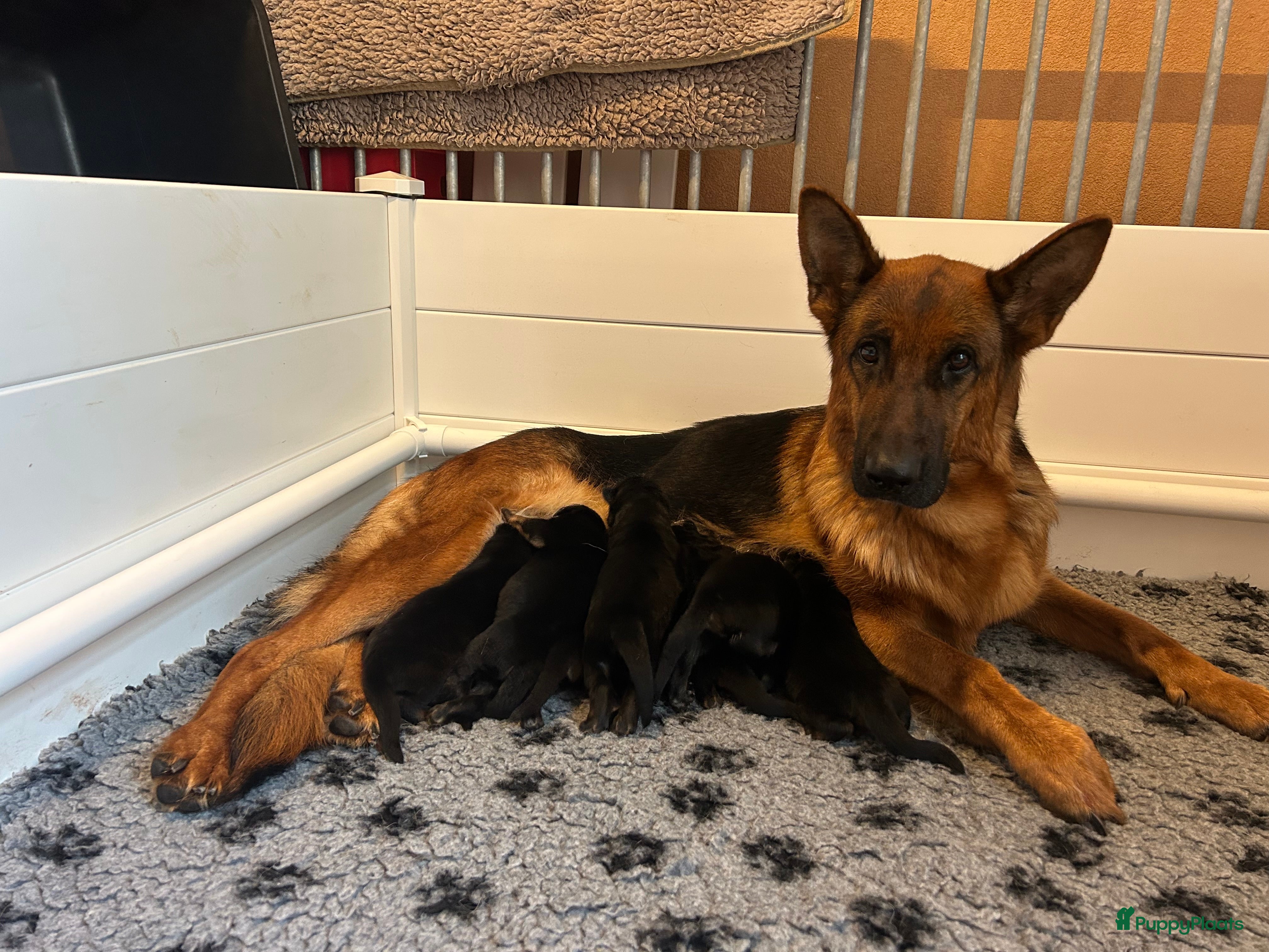 Duitse Herder honden MOOIE STAAMBOOM DUITSEHERDER PUPS - Advertentie 1