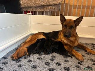Duitse Herder honden MOOIE STAAMBOOM DUITSEHERDER PUPS - Advertentie 18