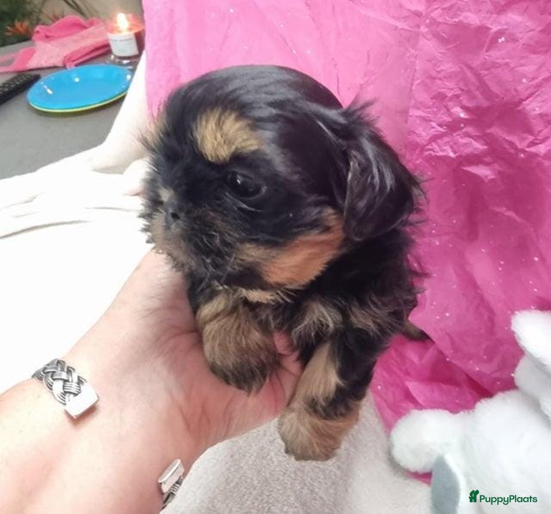 Shih Tzu honden te koop: Imperial Shih Tzu puppy's  - Advertentie 10