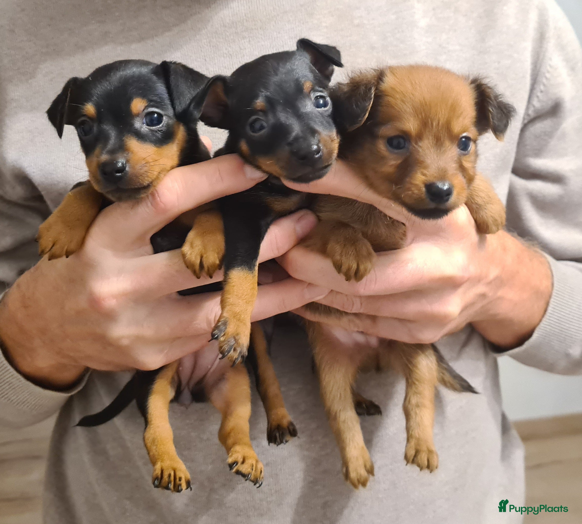 Praagse Rattler honden 100% Praagse Rattler Krysarik raszuivere puppy's  - Advertentie 1