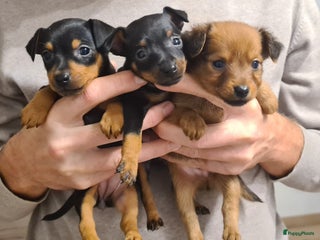 Praagse Rattler honden 100% Praagse Rattler Krysarik raszuivere puppy's - Advertentie 1