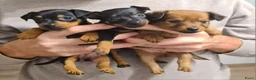 Praagse Rattler honden te koop: 100% Praagse Rattler Krysarik raszuivere puppy's  - Advertentie 1