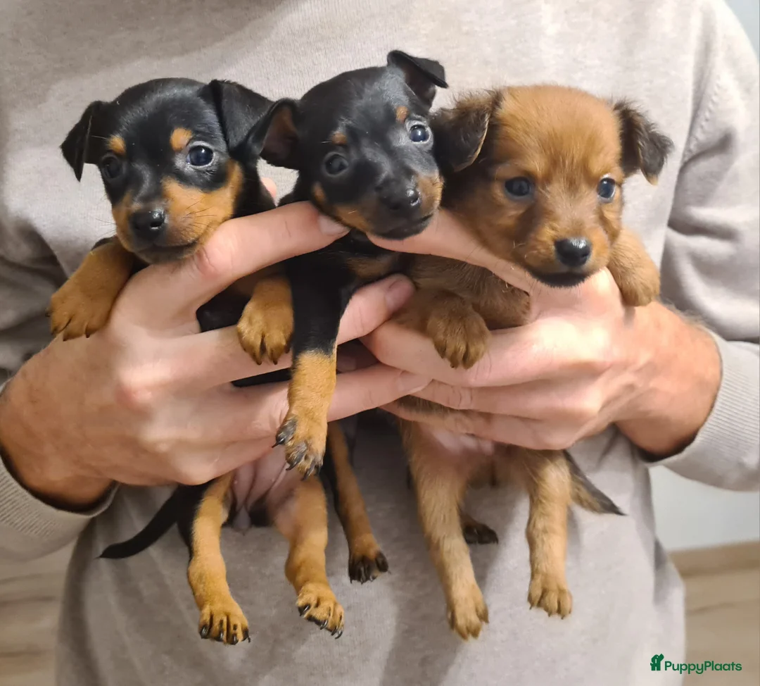 Praagse Rattler honden te koop: 100% Praagse Rattler Krysarik raszuivere puppy's  - Advertentie 1