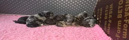 Labradoodle honden te koop: Mooie mini labradoodle puppies  - Advertentie 6