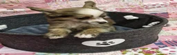 Chinese Naakthond honden te koop: Prachtige Chinese Naakthond & Powderpuff pups - Advertentie 16