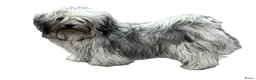 Bolonka Zwetna honden te koop: Mooie Bolonka Zwetna pupjes - Advertentie 4
