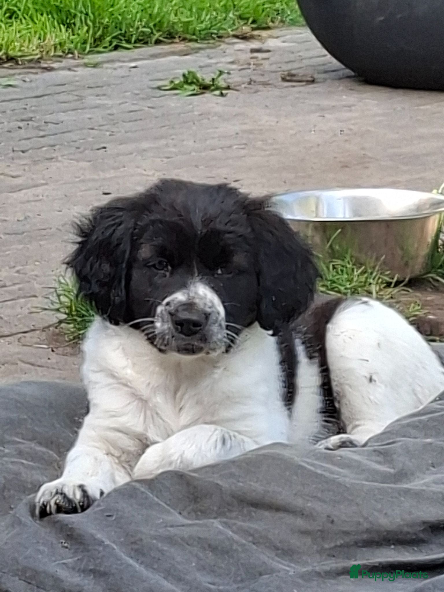 Kruising honden Wegens annulering, nog 1 lief teefje beschikbaar  - Advertentie 1