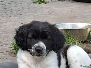 Kruising honden Wegens annulering, nog 1 lief teefje beschikbaar - Advertentie 13