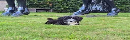 Maltipoo honden te koop: 🥰 2 Prachtige Maltipoo pups! Unieke kleuren 🐶 - Advertentie 5