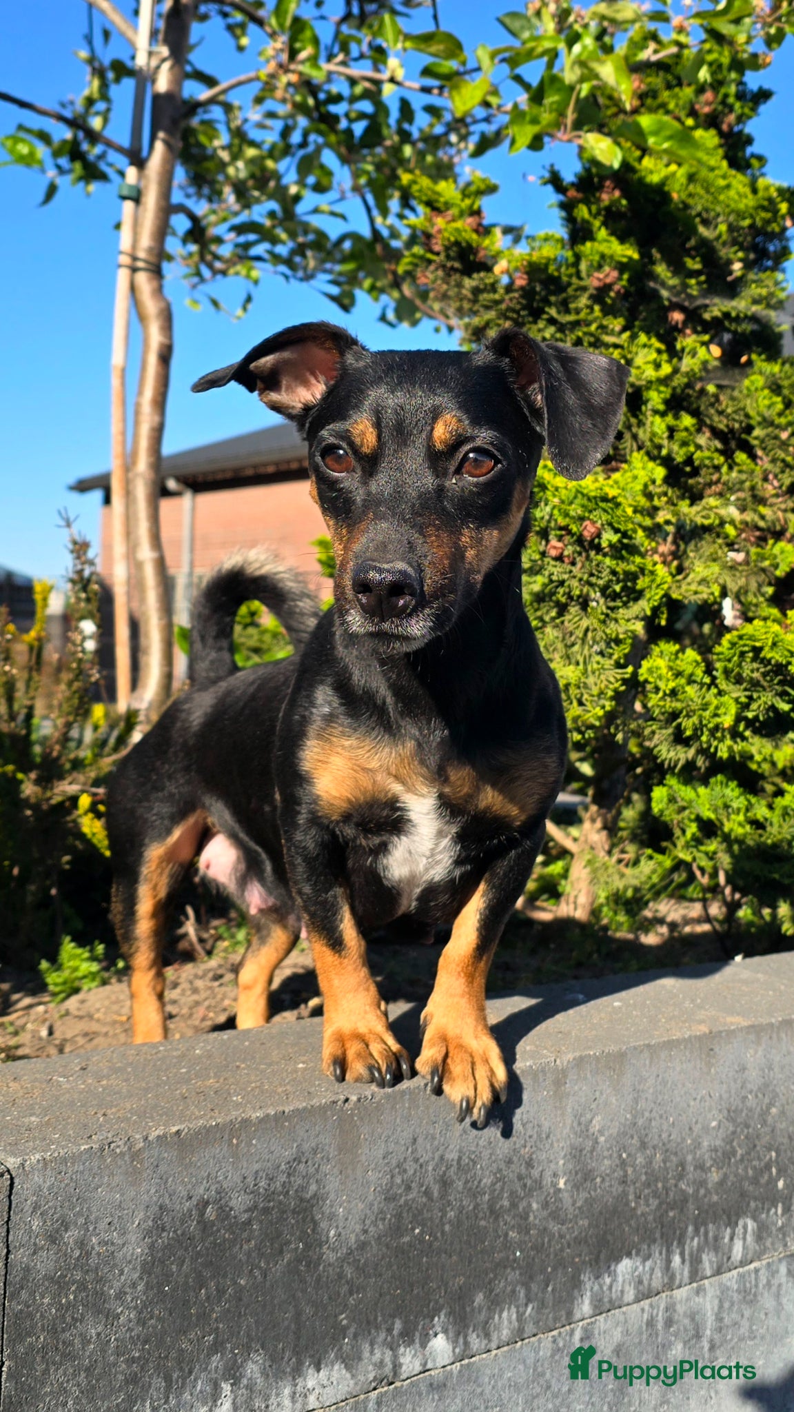 Jack Russel Terriër honden Te koop: Black & Tan Jack Russell Teef (2 jaar) - Advertentie 2