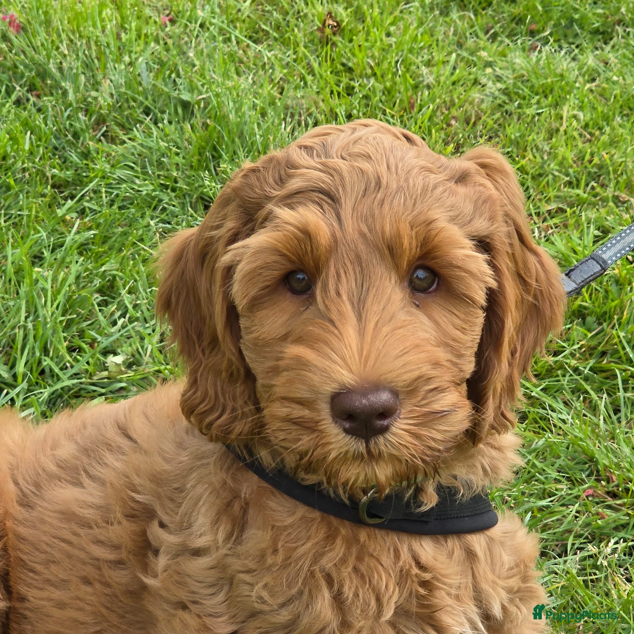 Australian Labradoodle honden Australian labradoodle pup reu - Advertentie 1
